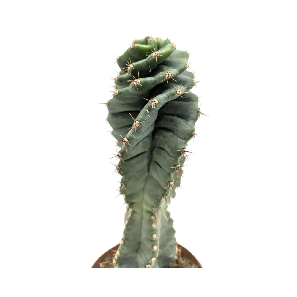 Jamacaru Spiralis | Spiral Cactus_2_main