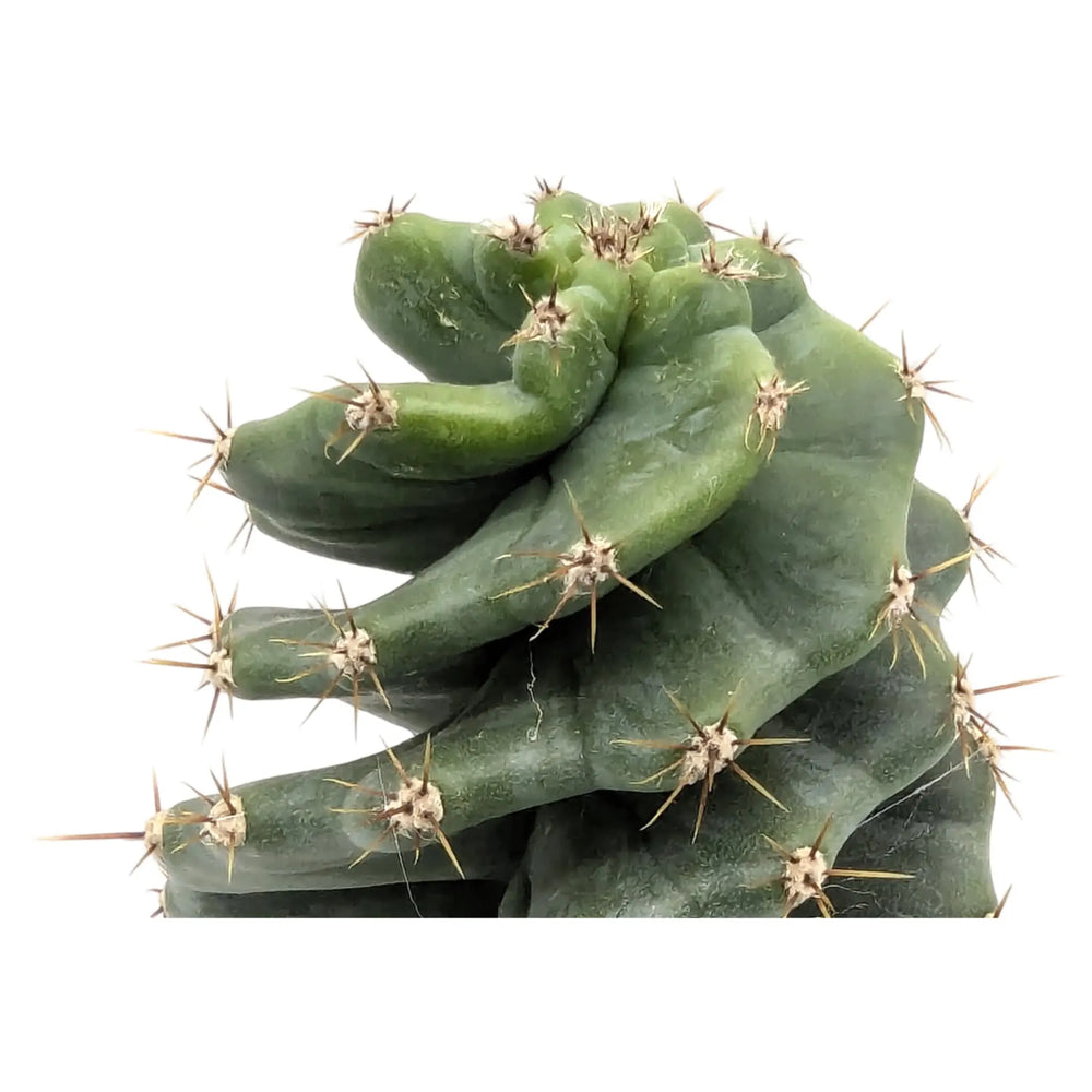 Jamacaru Spiralis | Spiral Cactus_3_main