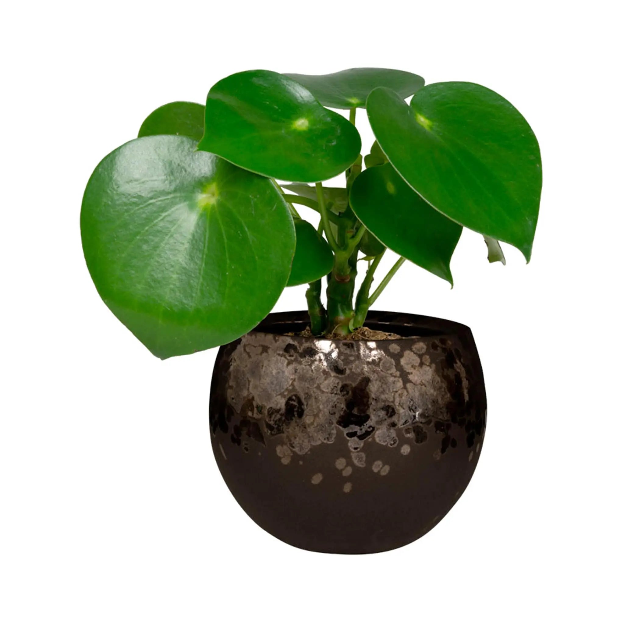 Kae Plant Pot - Mocha TS Collection