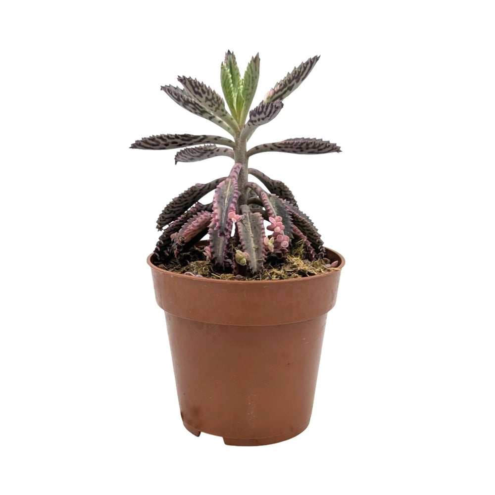 Kalanchoe Pink Butterfly_1_main