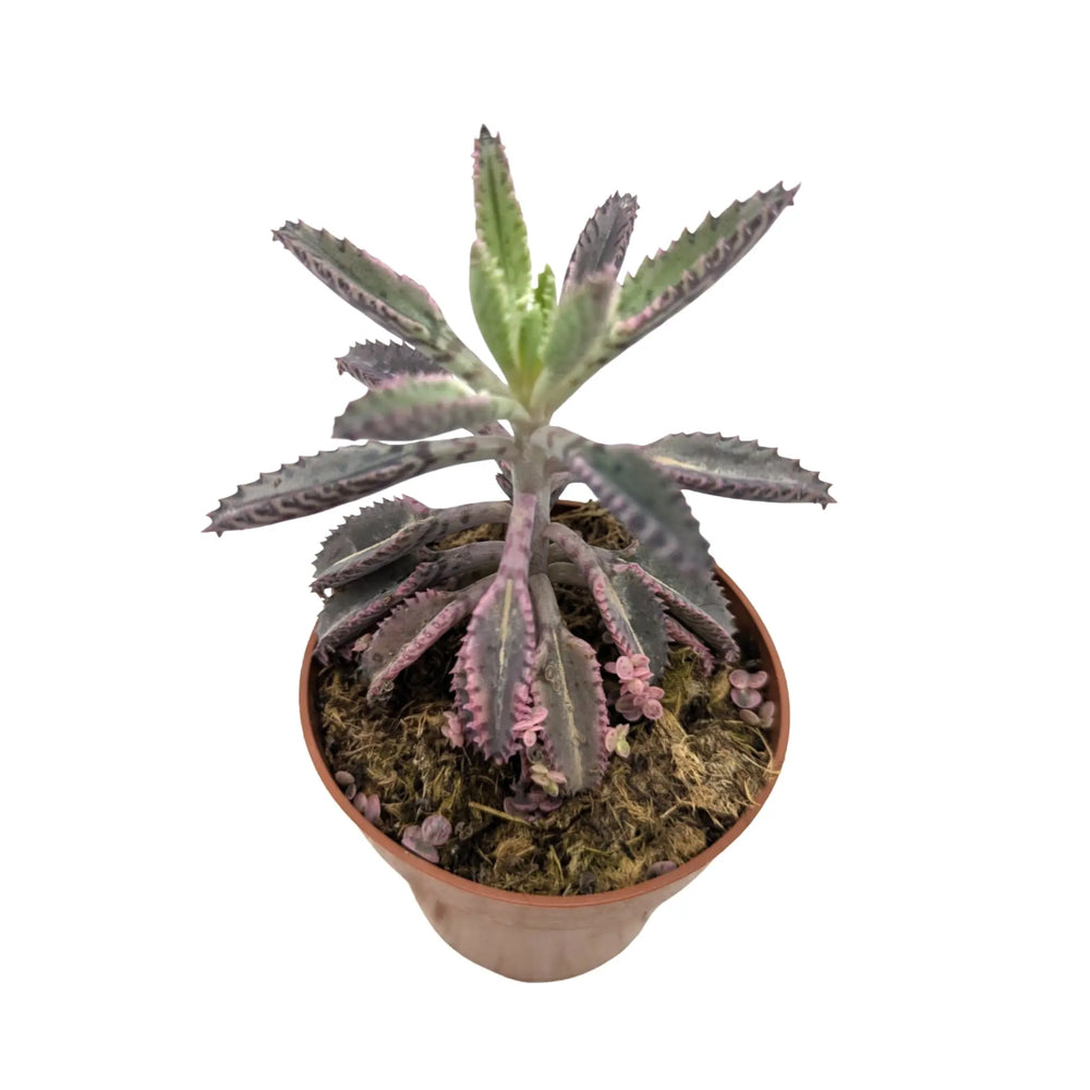 Kalanchoe Pink Butterfly_3_main