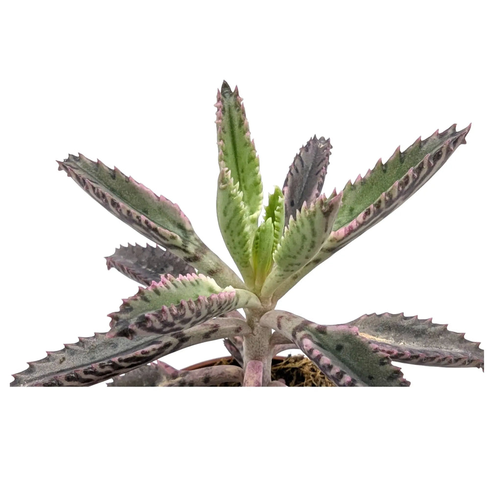 Kalanchoe Pink Butterfly_4_main