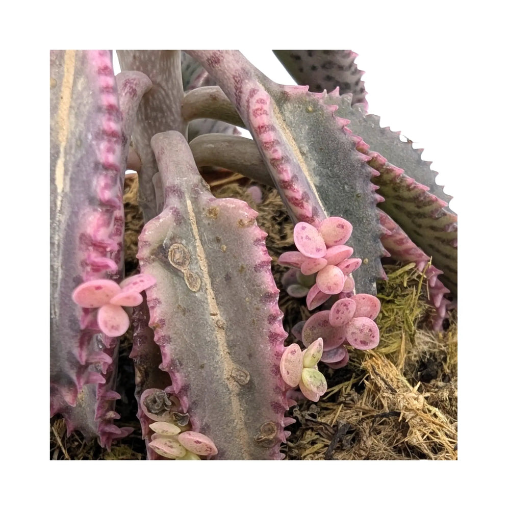 Kalanchoe Pink Butterfly_5_main