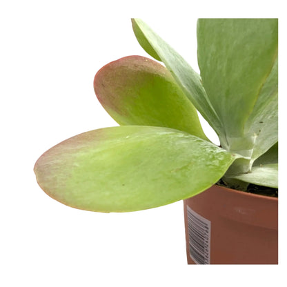 Kalanchoe Thyrsiflora - Paddle Plant Leaf Culture
