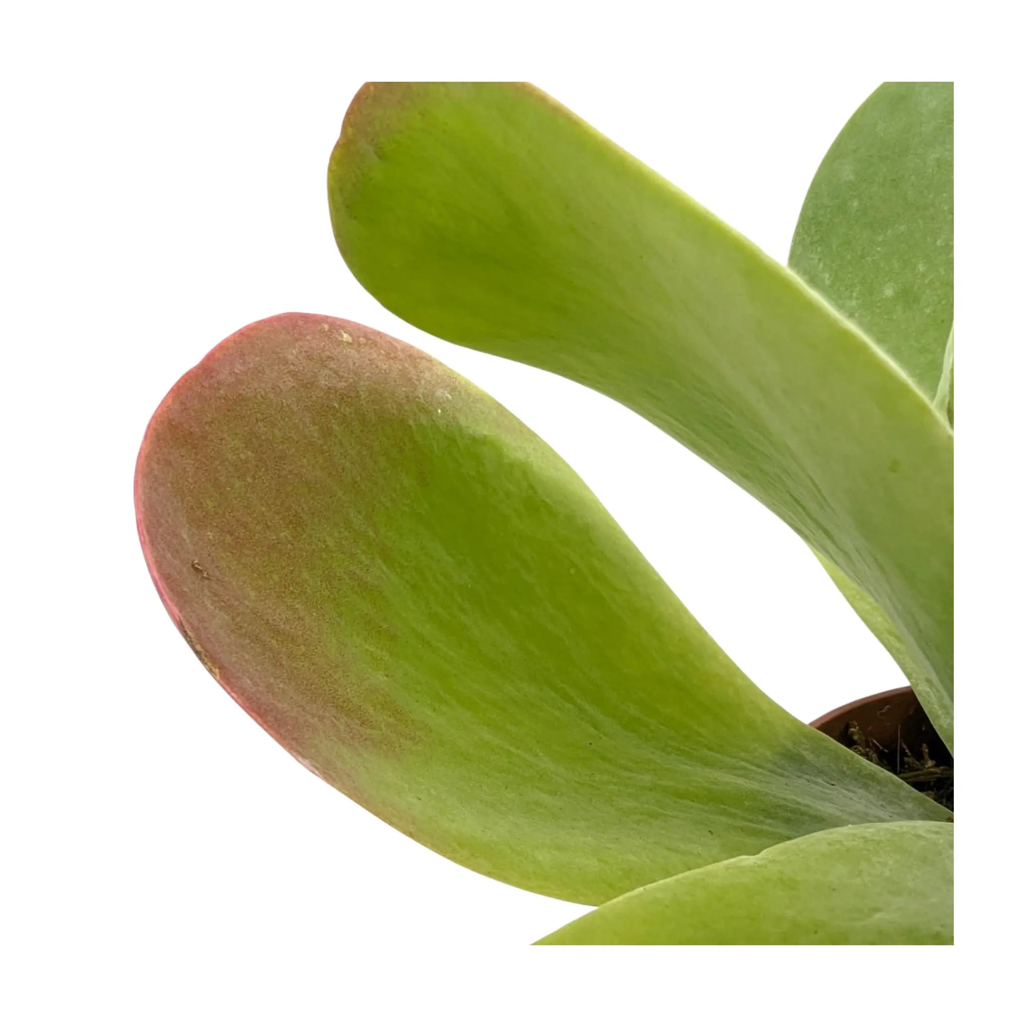 Kalanchoe Thyrsiflora - Paddle Plant Leaf Culture
