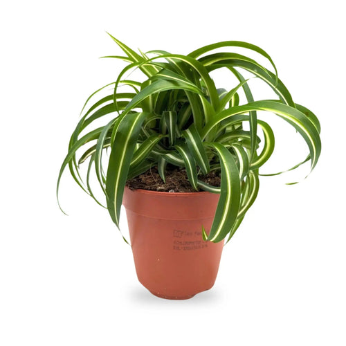 Chlorophyttum Bonnie - Spider Plant Leaf Culture