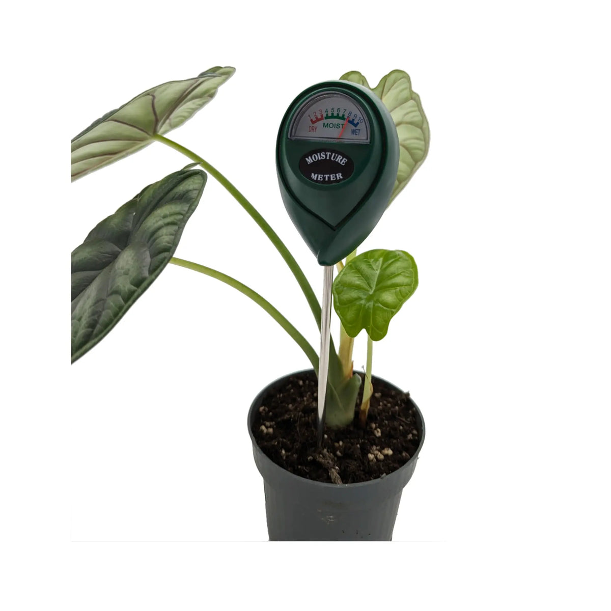 water meter for house plants Moisture Meter for Houseplants | Soil Water Level Tester