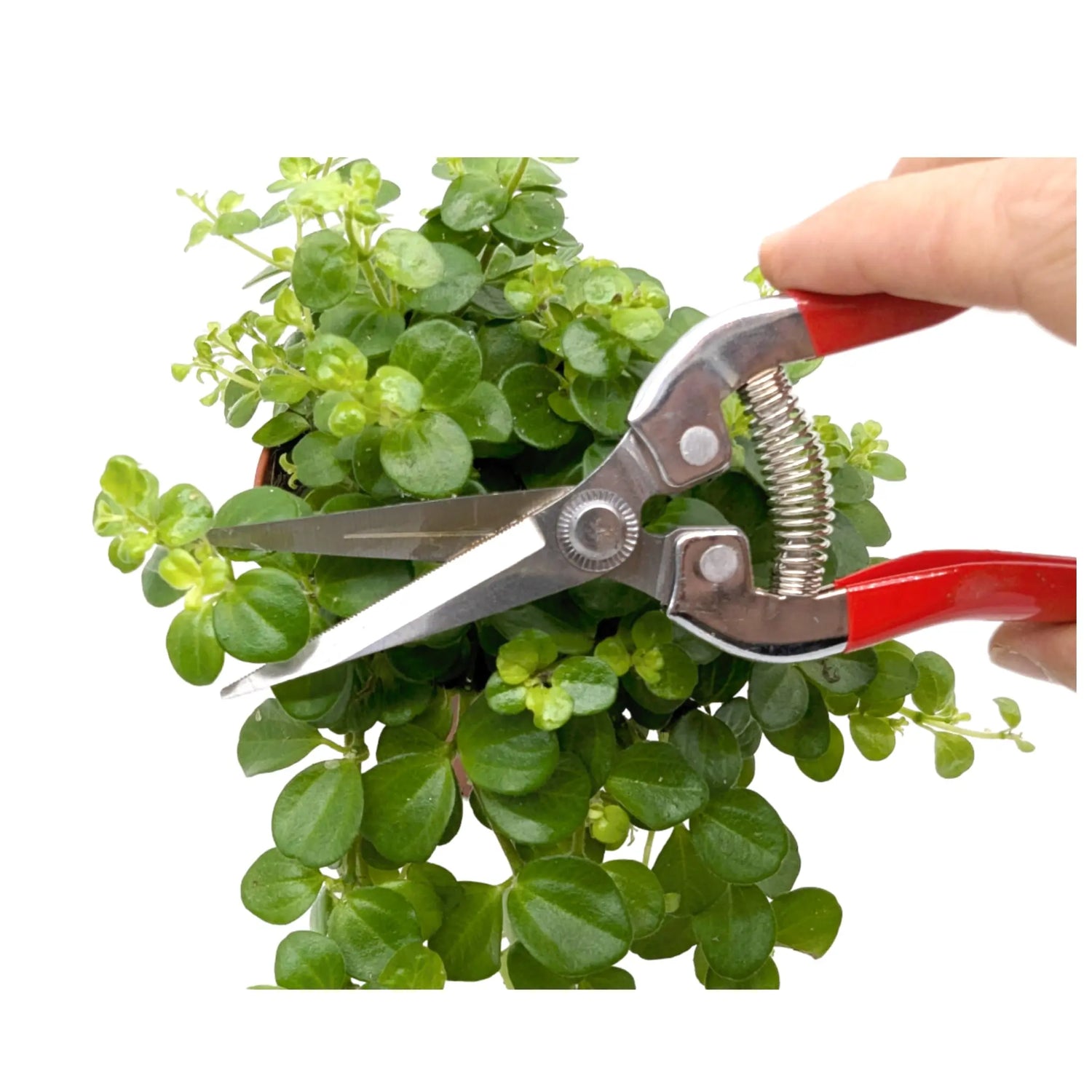 Leaf Culture Plant Snips Leaf Culture