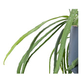 Lespisium bolivianum - Forest Cactus Hanging Plant Leaf Culture