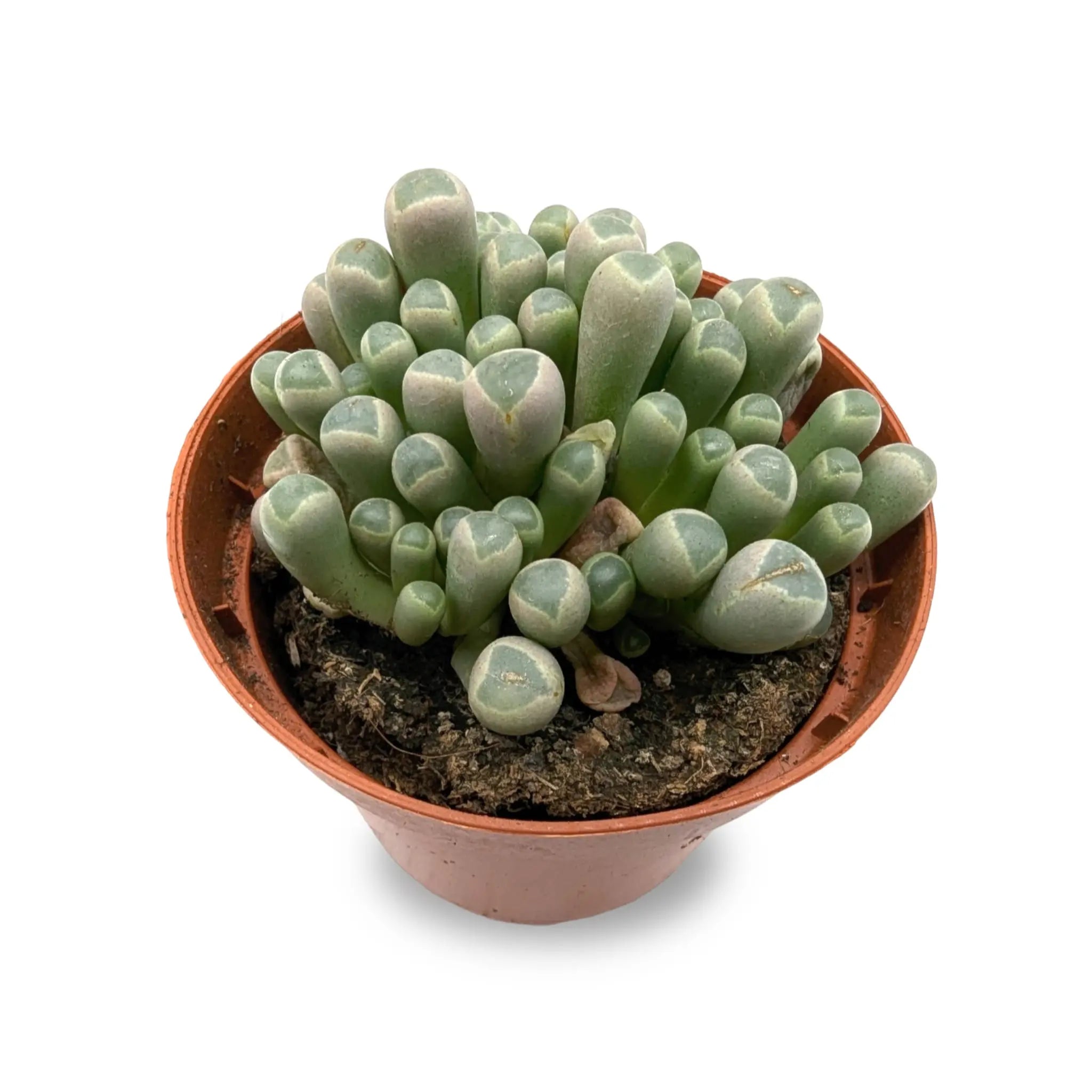 Lithops - Living Stones Leaf Culture