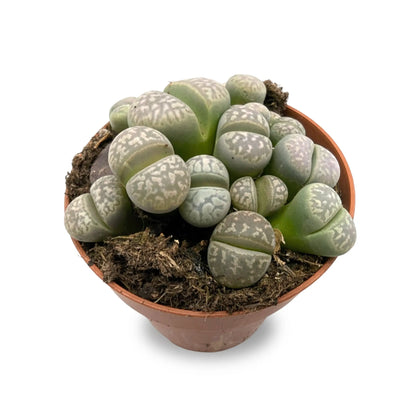 Lithops - Living Stones Leaf Culture