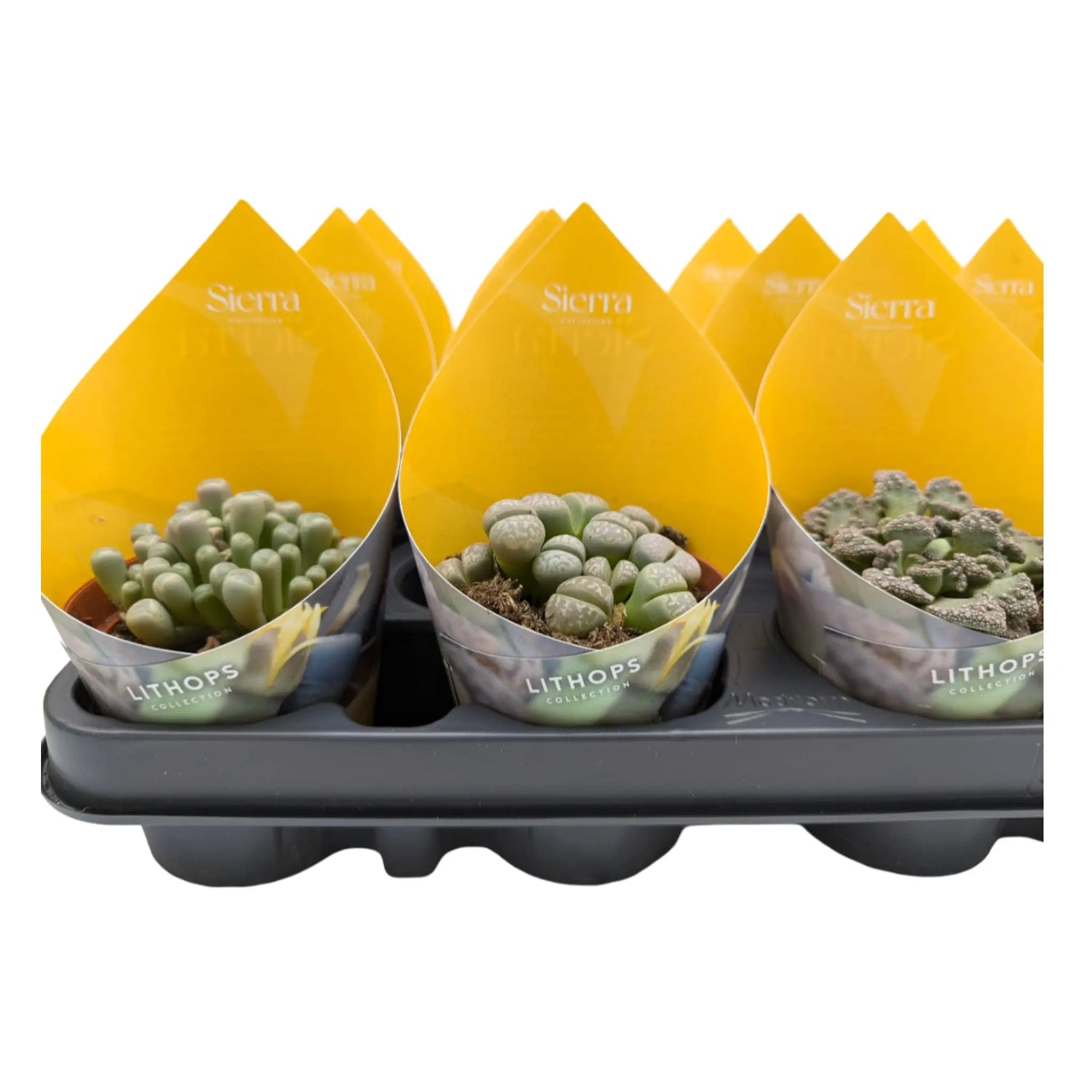 Lithops - Living Stones Leaf Culture