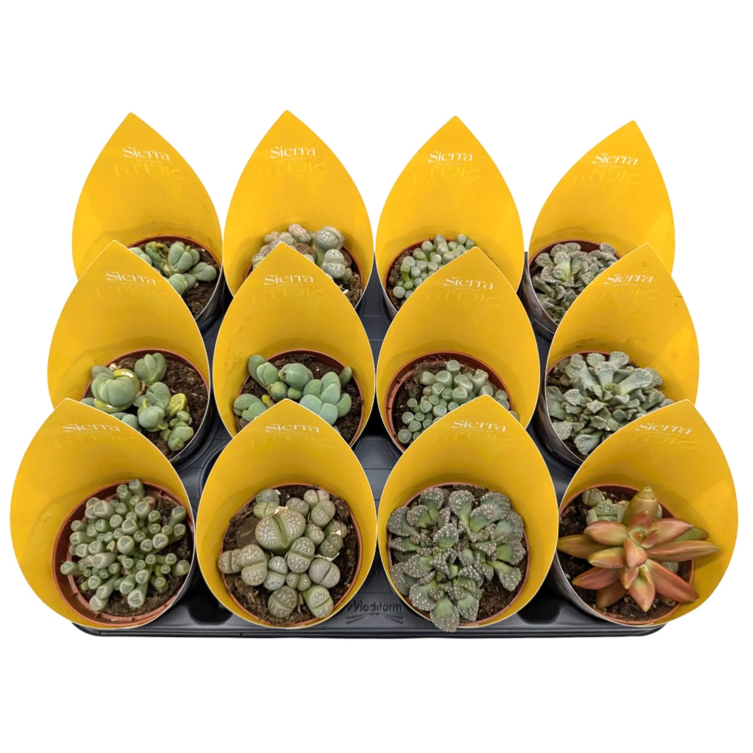 Lithops - Living Stones Leaf Culture