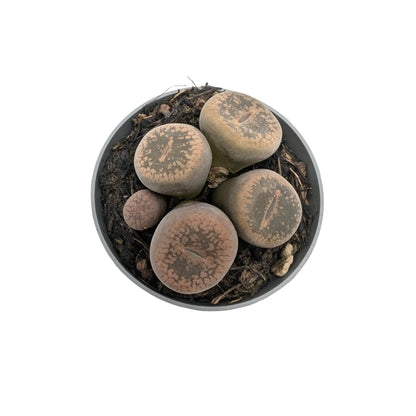 Lithops - Living Stones Leaf Culture