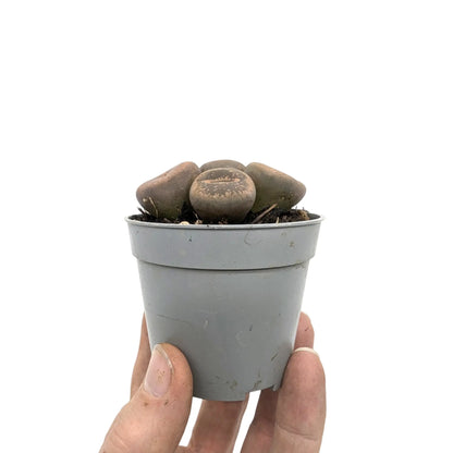 Lithops - Living Stones Leaf Culture