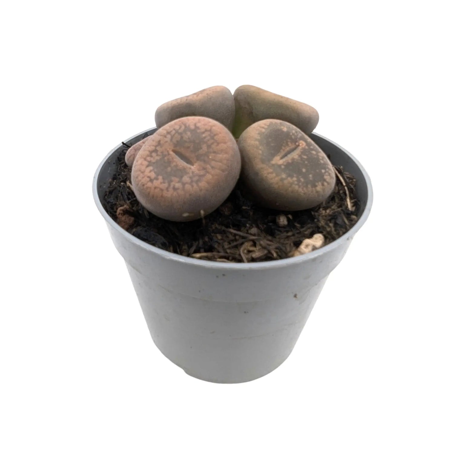 Lithops - Living Stones Leaf Culture