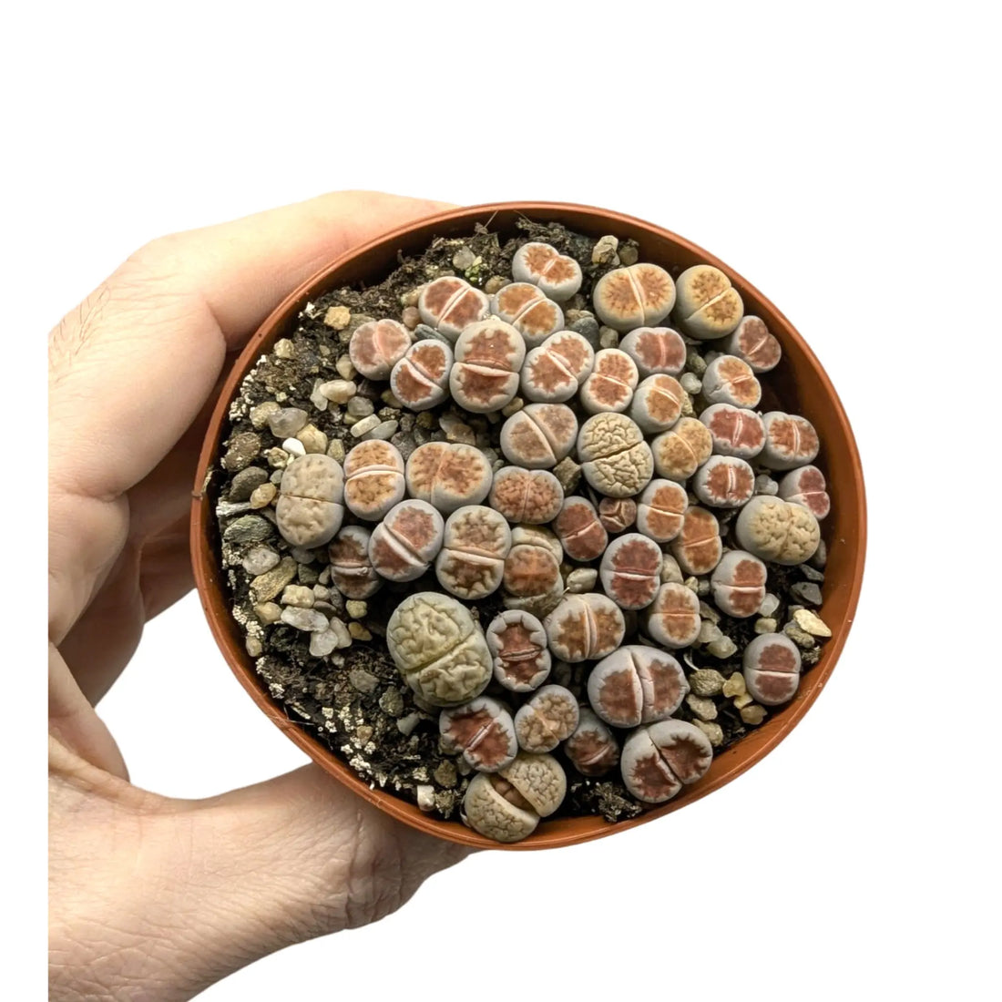 Lithops - Living Stones Leaf Culture