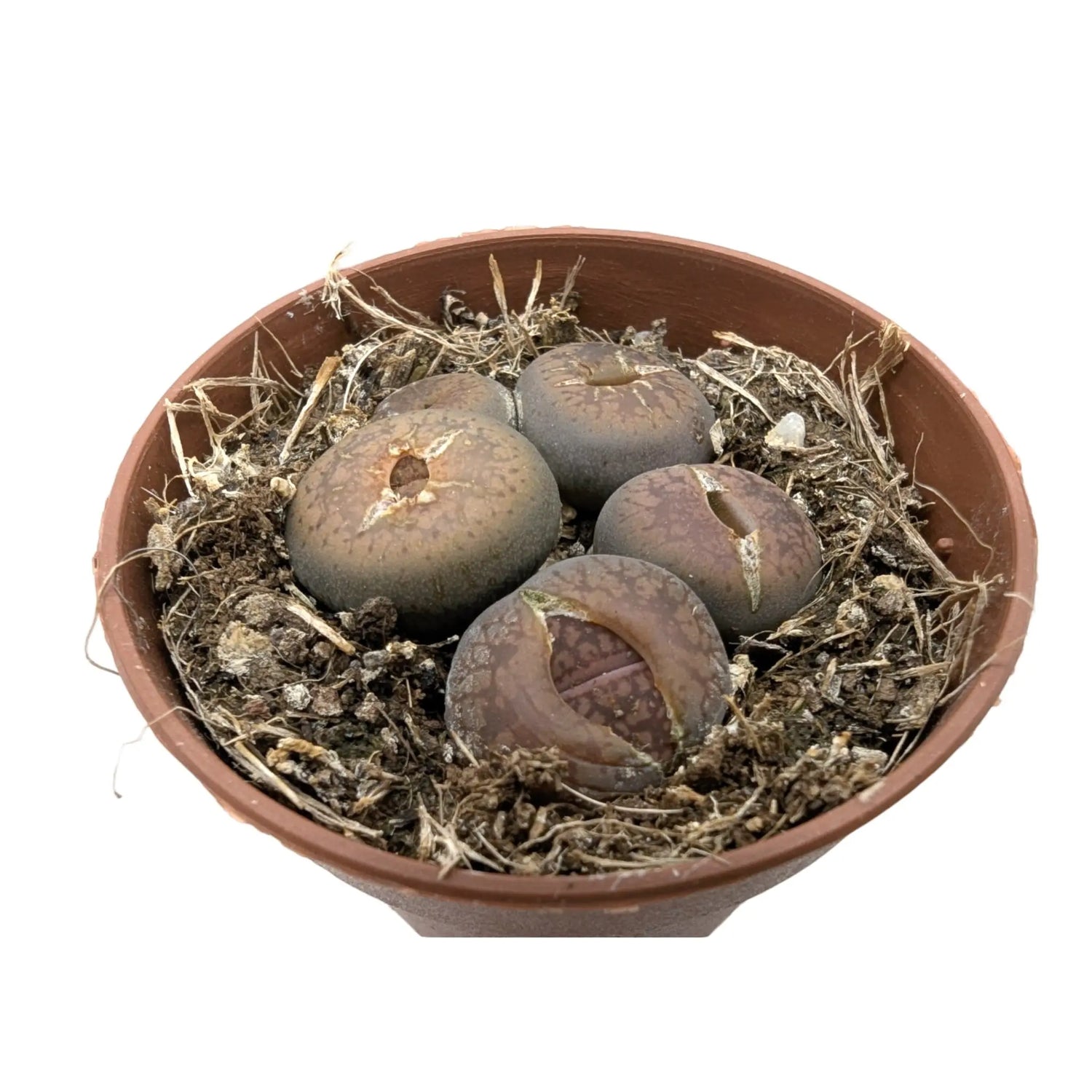 Lithops - Living Stones Leaf Culture