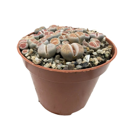 Lithops - Living Stones Leaf Culture