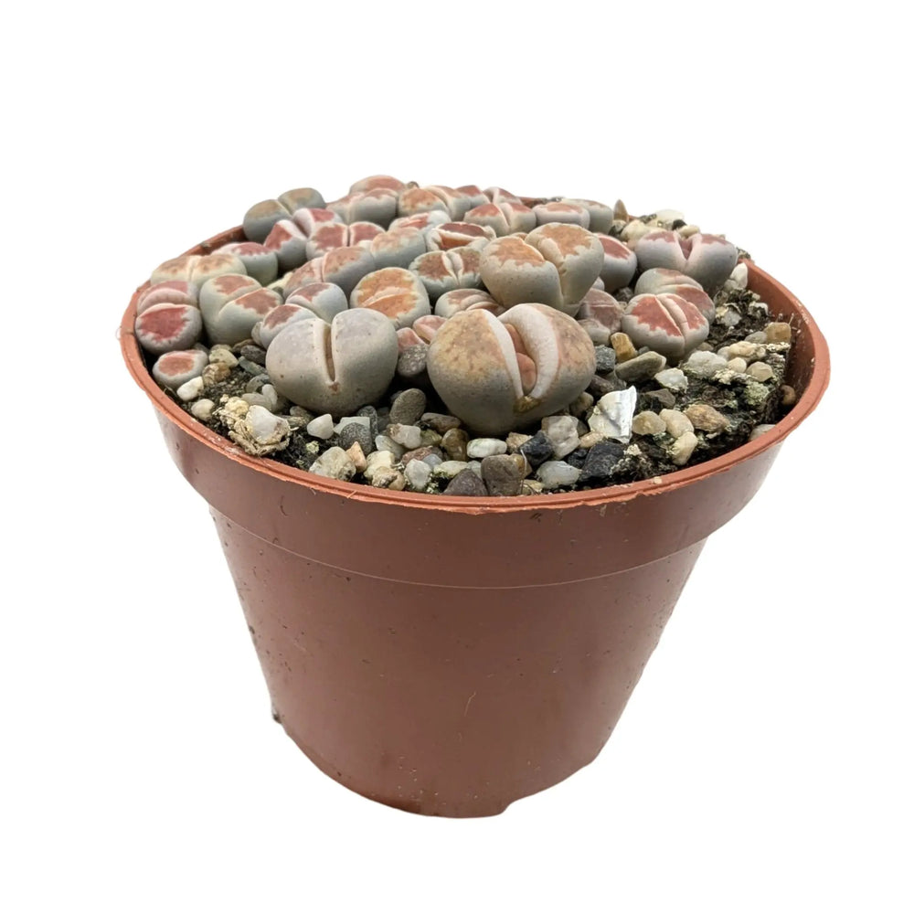 Lithops - Living Stones_7_thumb