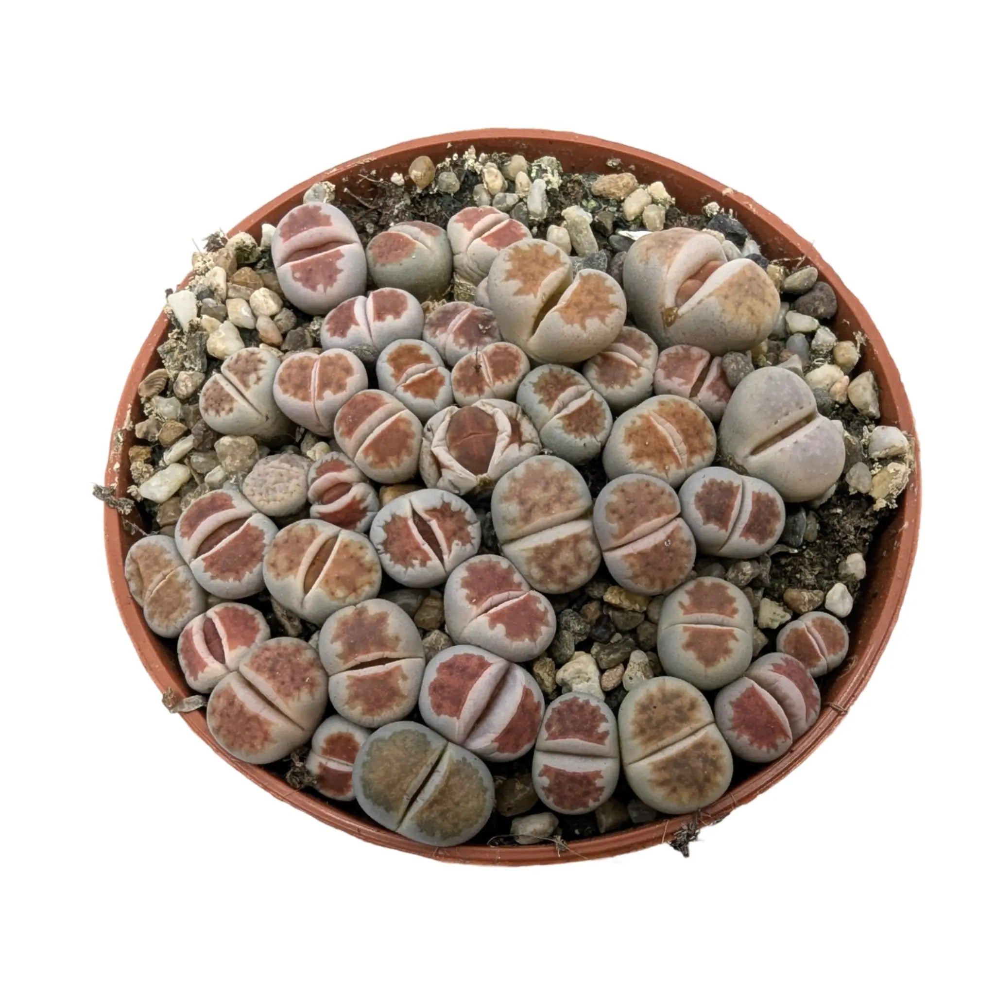 Lithops - Living Stones Leaf Culture