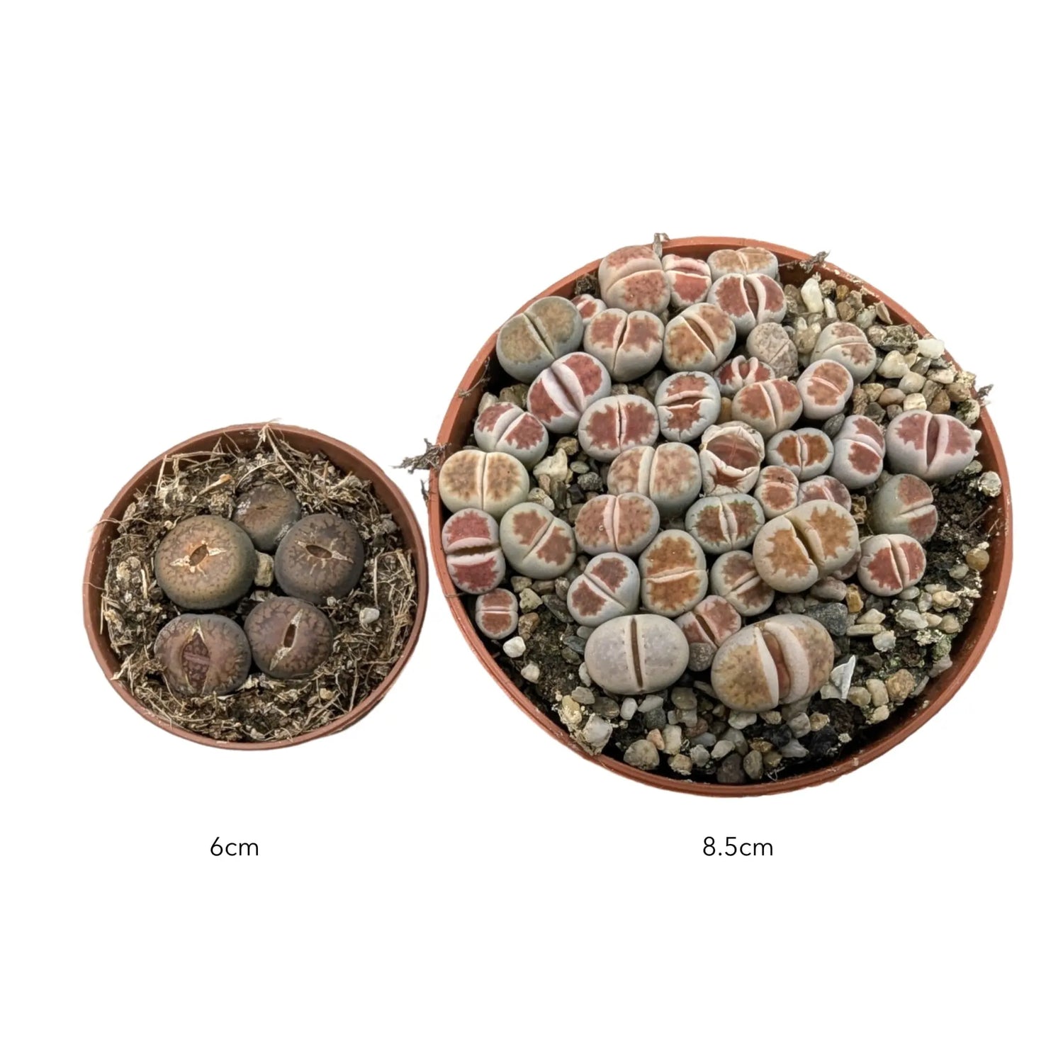 Lithops - Living Stones Leaf Culture