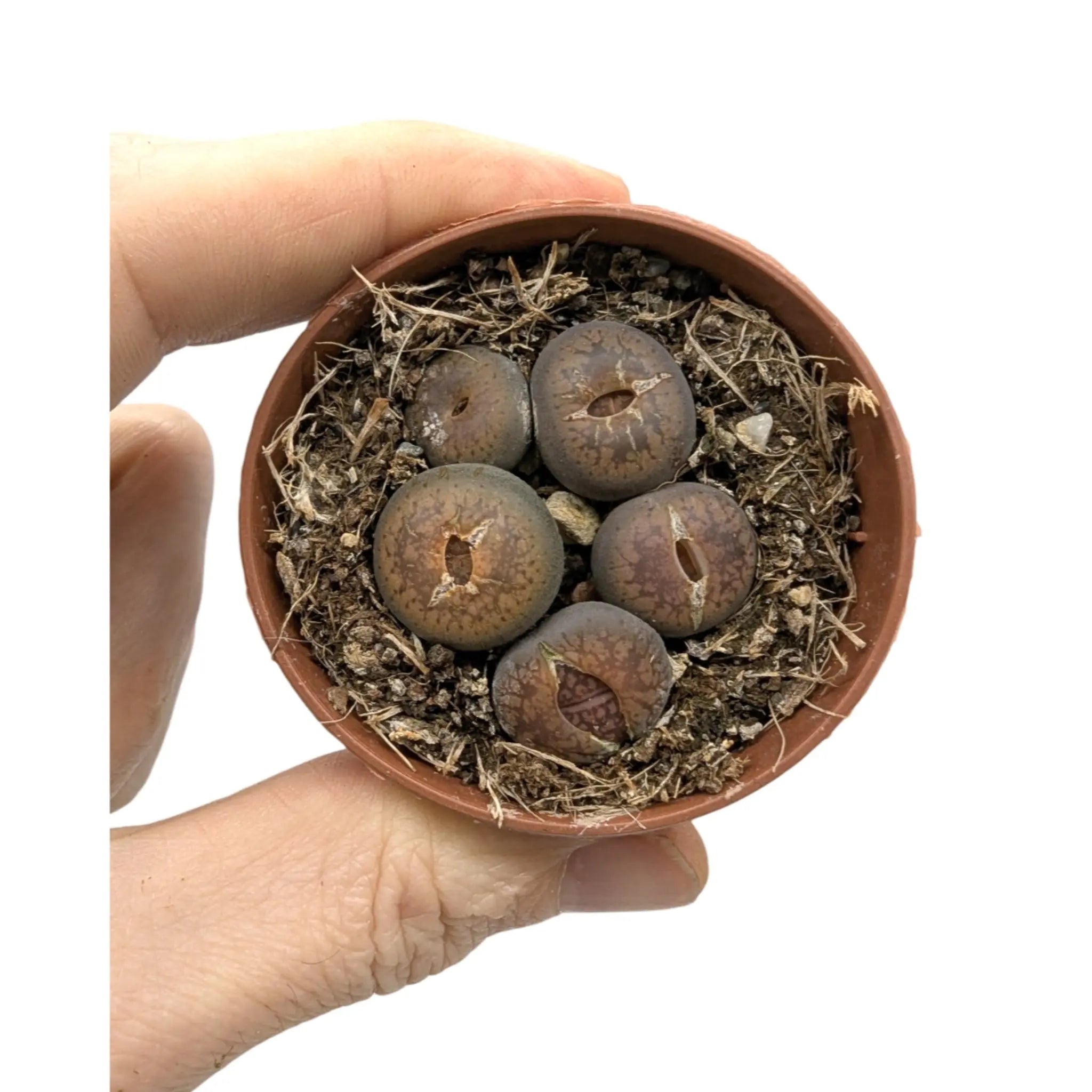 Lithops - Living Stones Leaf Culture