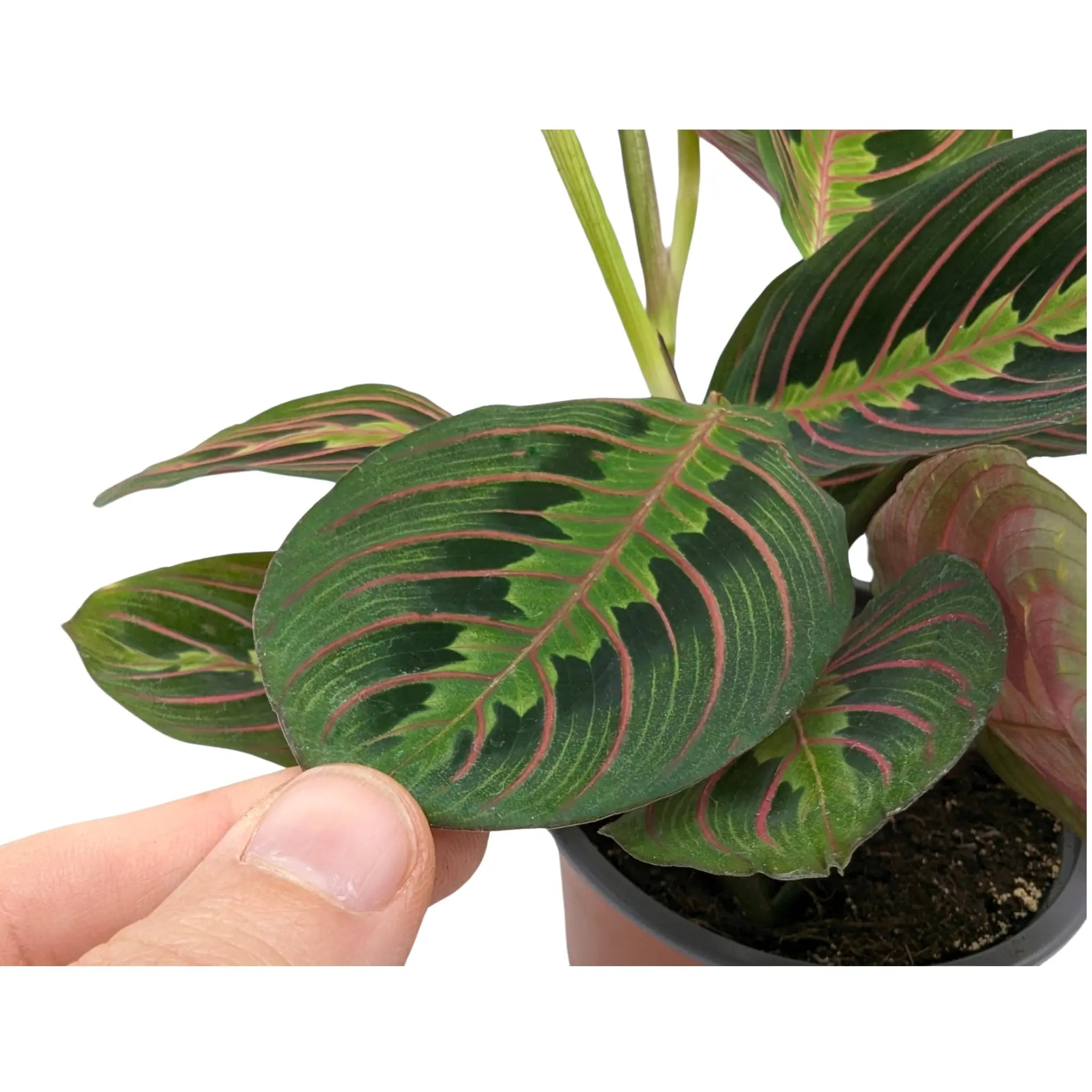 Maranta Fascinator - Prayer Plant VanDer