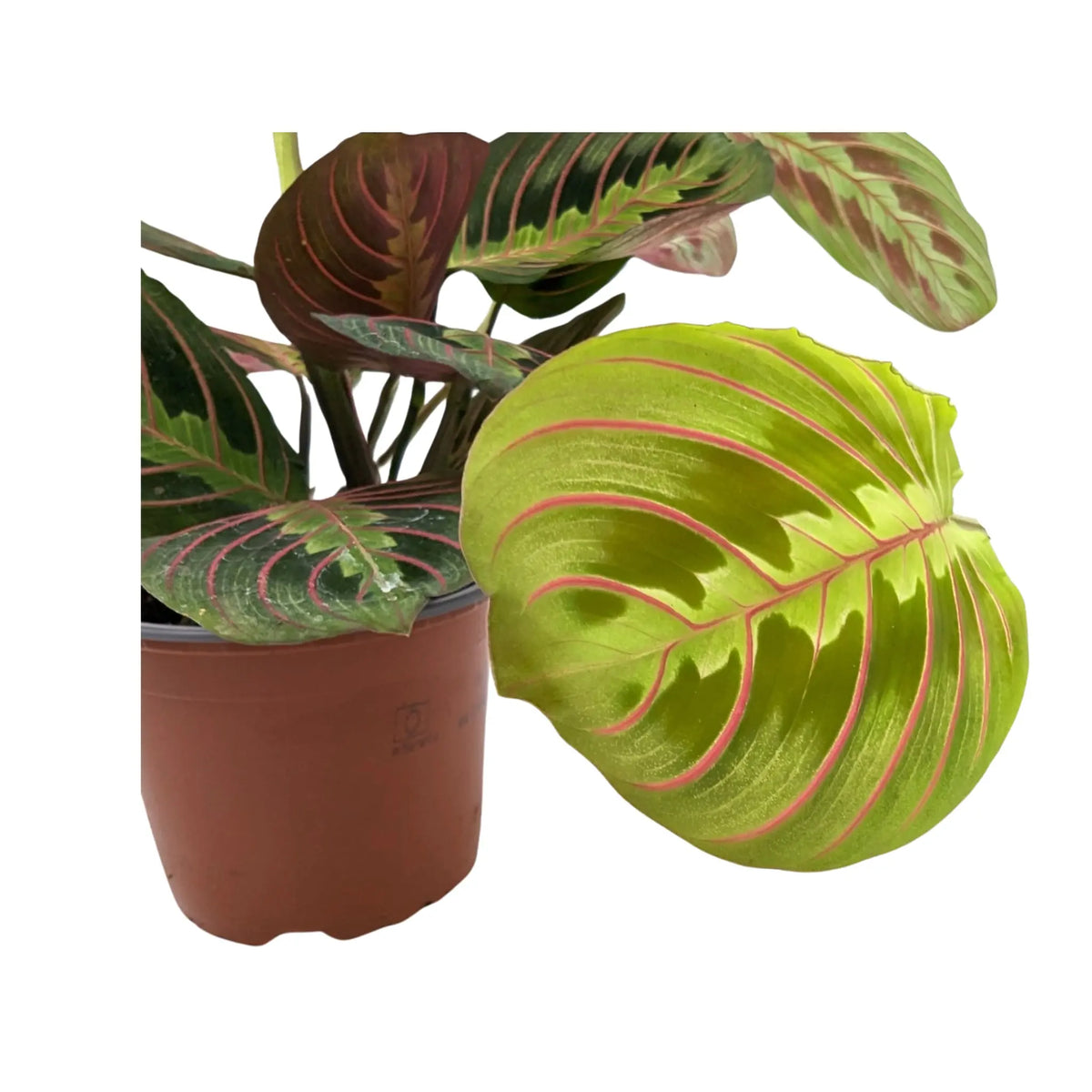 Maranta Fascinator - Prayer Plant VanDer
