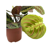 Maranta Fascinator - Prayer Plant VanDer