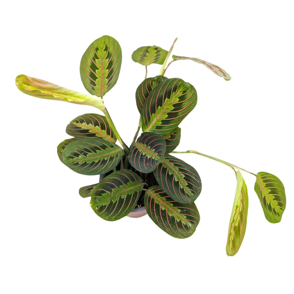 Maranta Fascinator - Prayer Plant VanDer