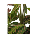 Maranta Fascinator - Prayer Plant VanDer