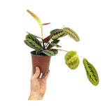 Maranta Fascinator - Prayer Plant VanDer