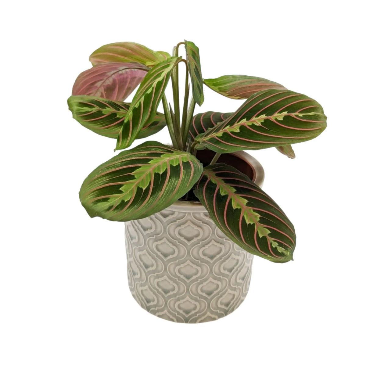 Maranta Fascinator - Prayer Plant VanDer
