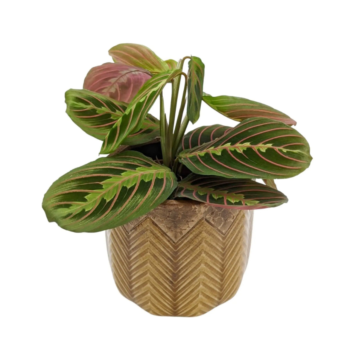 Maranta Fascinator - Prayer Plant VanDer