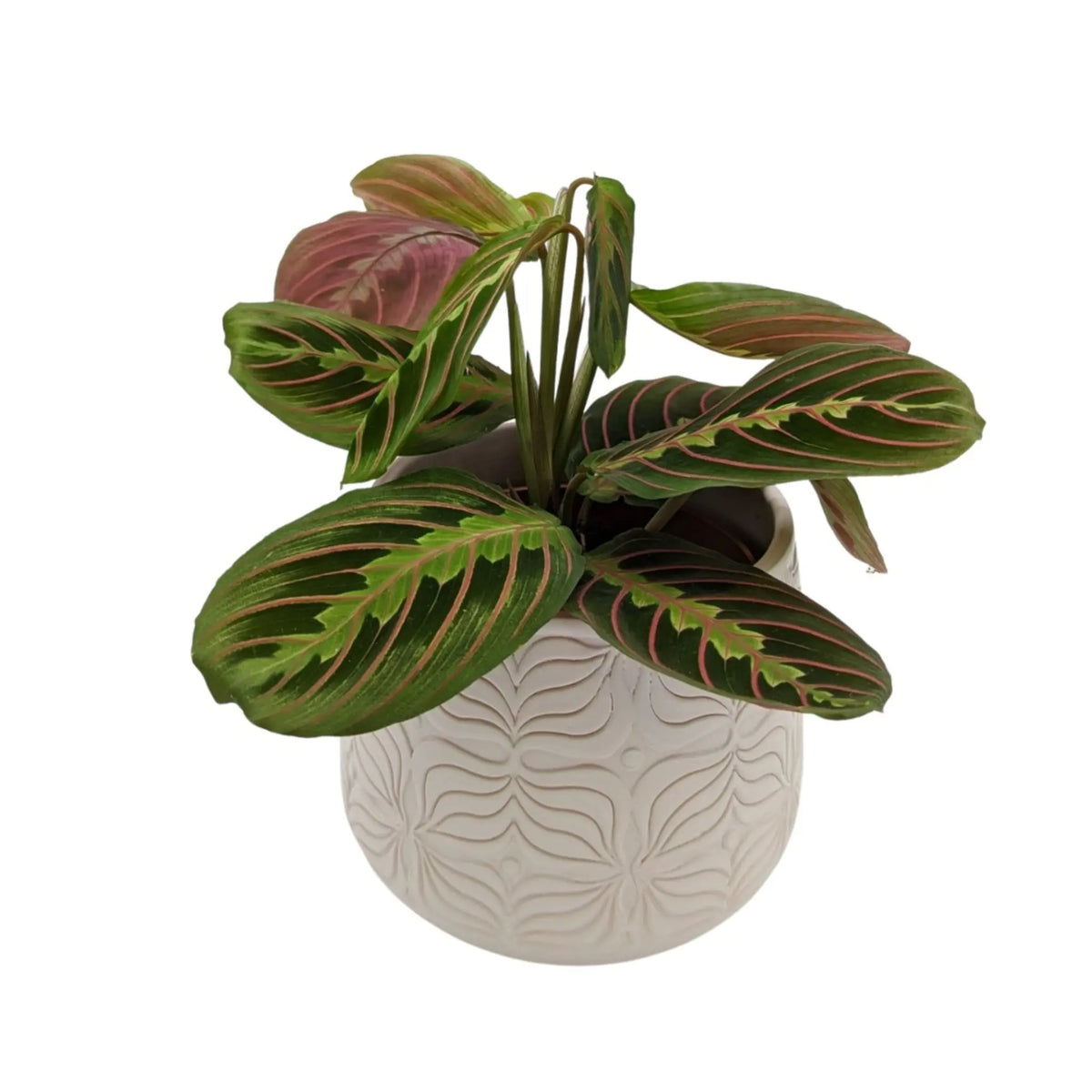 Maranta Fascinator - Prayer Plant VanDer