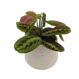 Maranta Fascinator - Prayer Plant VanDer