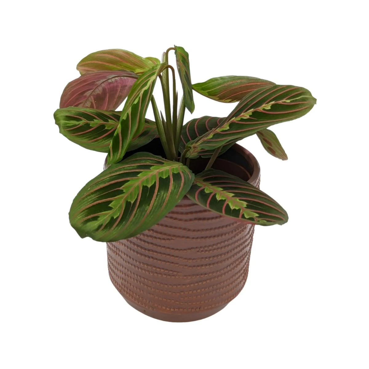 Maranta Fascinator - Prayer Plant VanDer