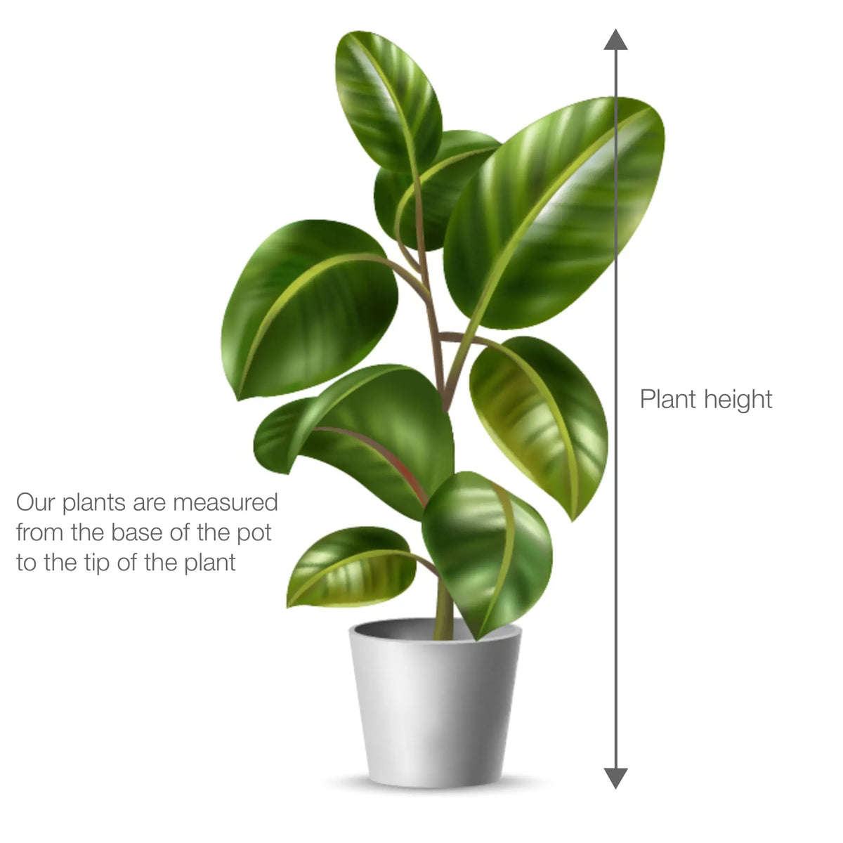 Maranta Fascinator - Prayer Plant VanDer