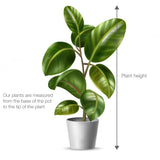 Maranta Fascinator - Prayer Plant VanDer