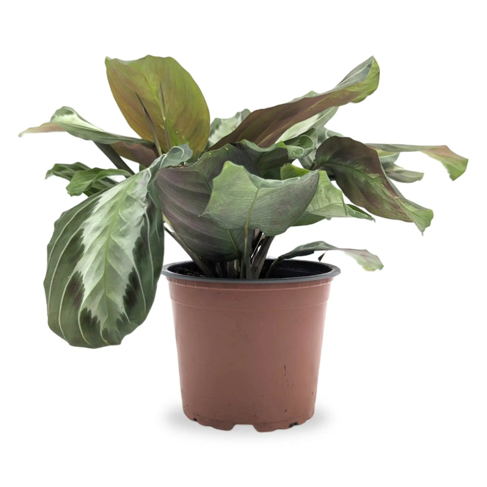 Maranta leuconeura Grey_1_thumb