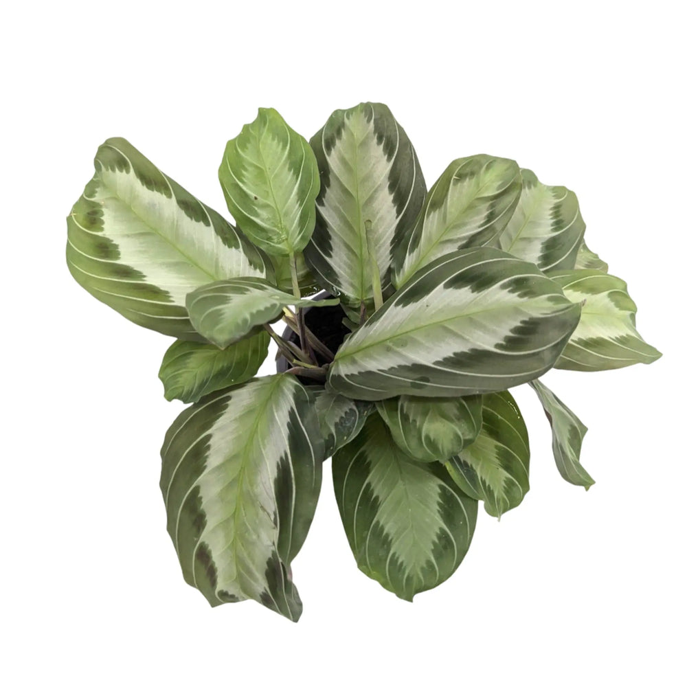 Maranta leuconeura Grey_2_thumb