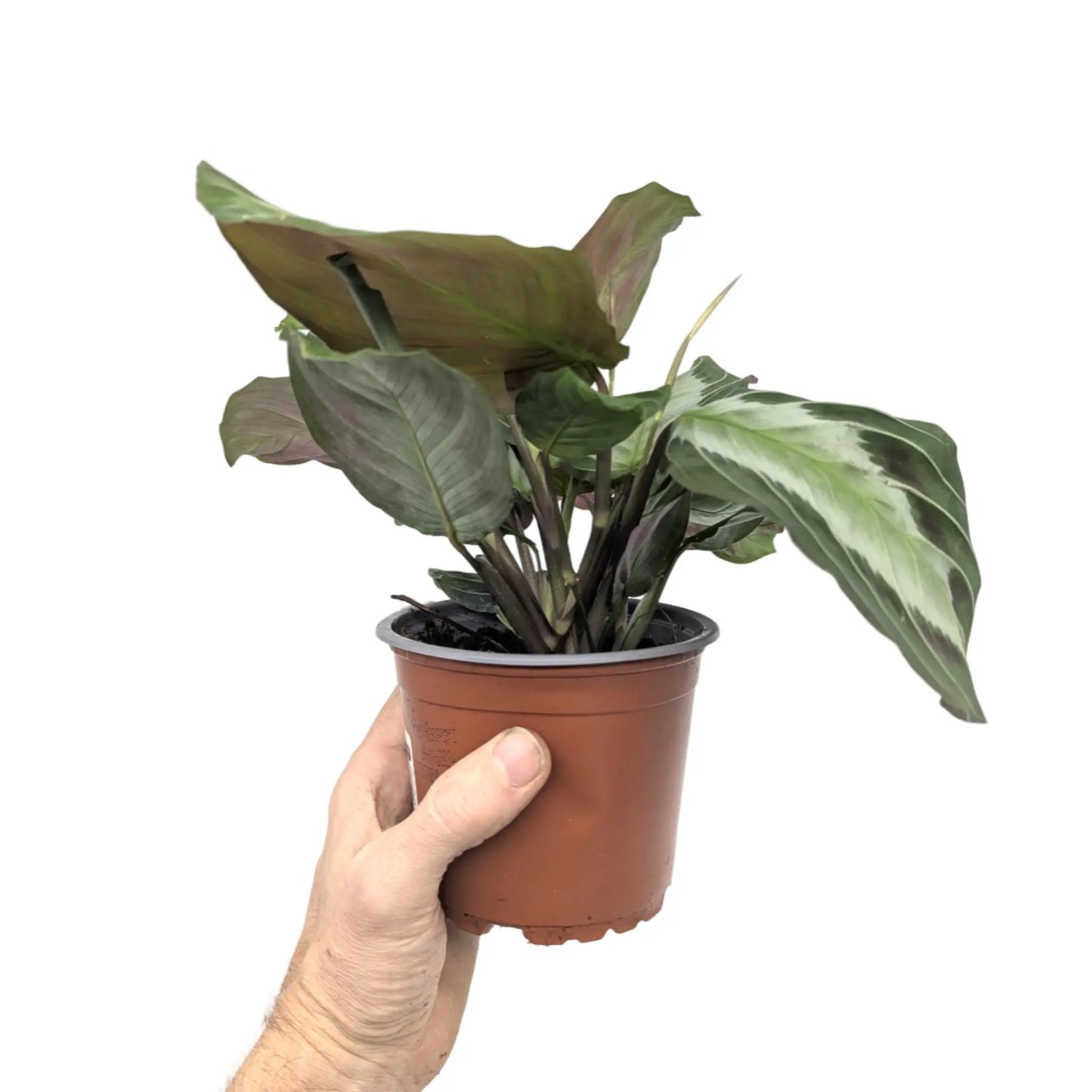 Maranta leuconeura Grey Leaf Culture