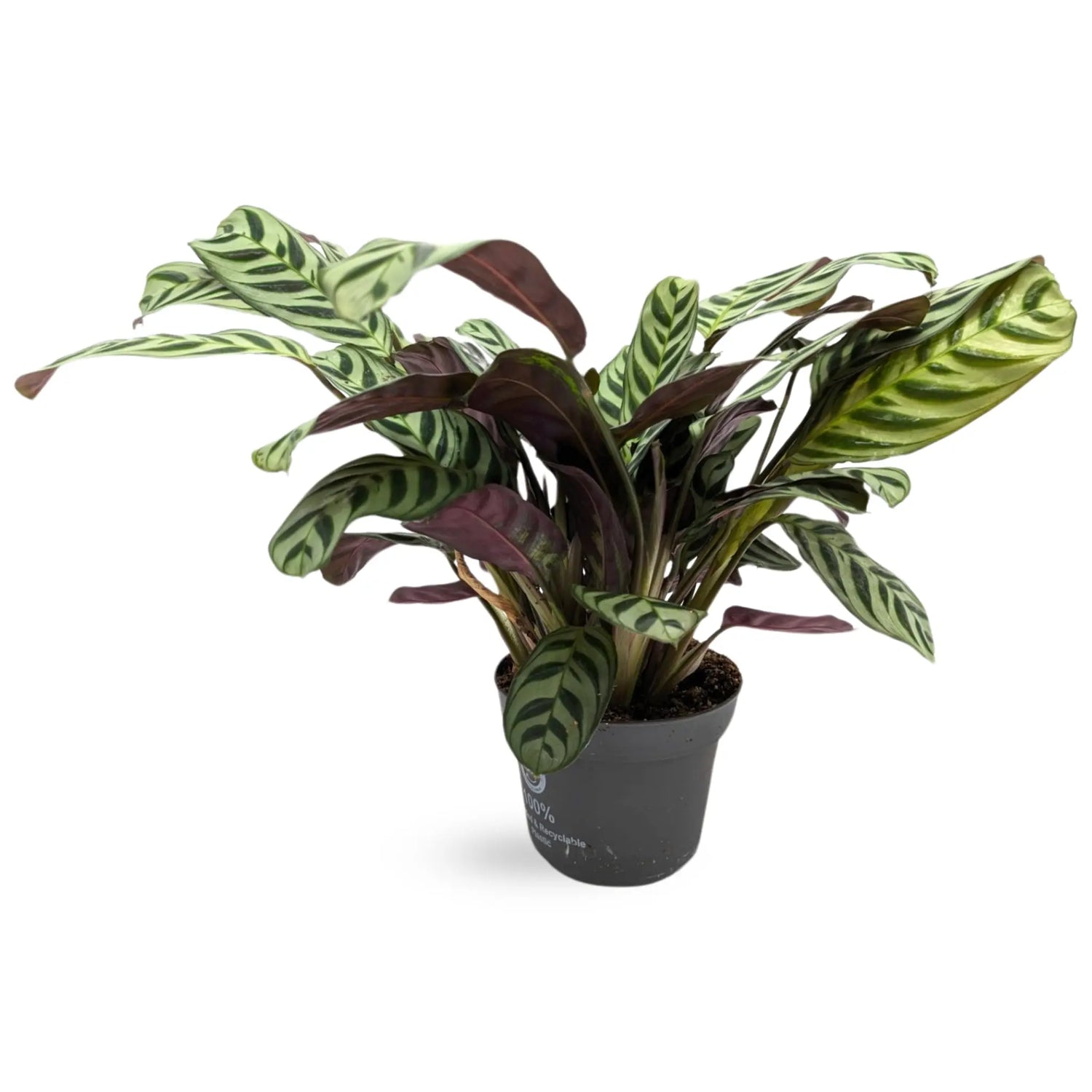 Maranta leuconeura - Prayer Plant Leaf Culture