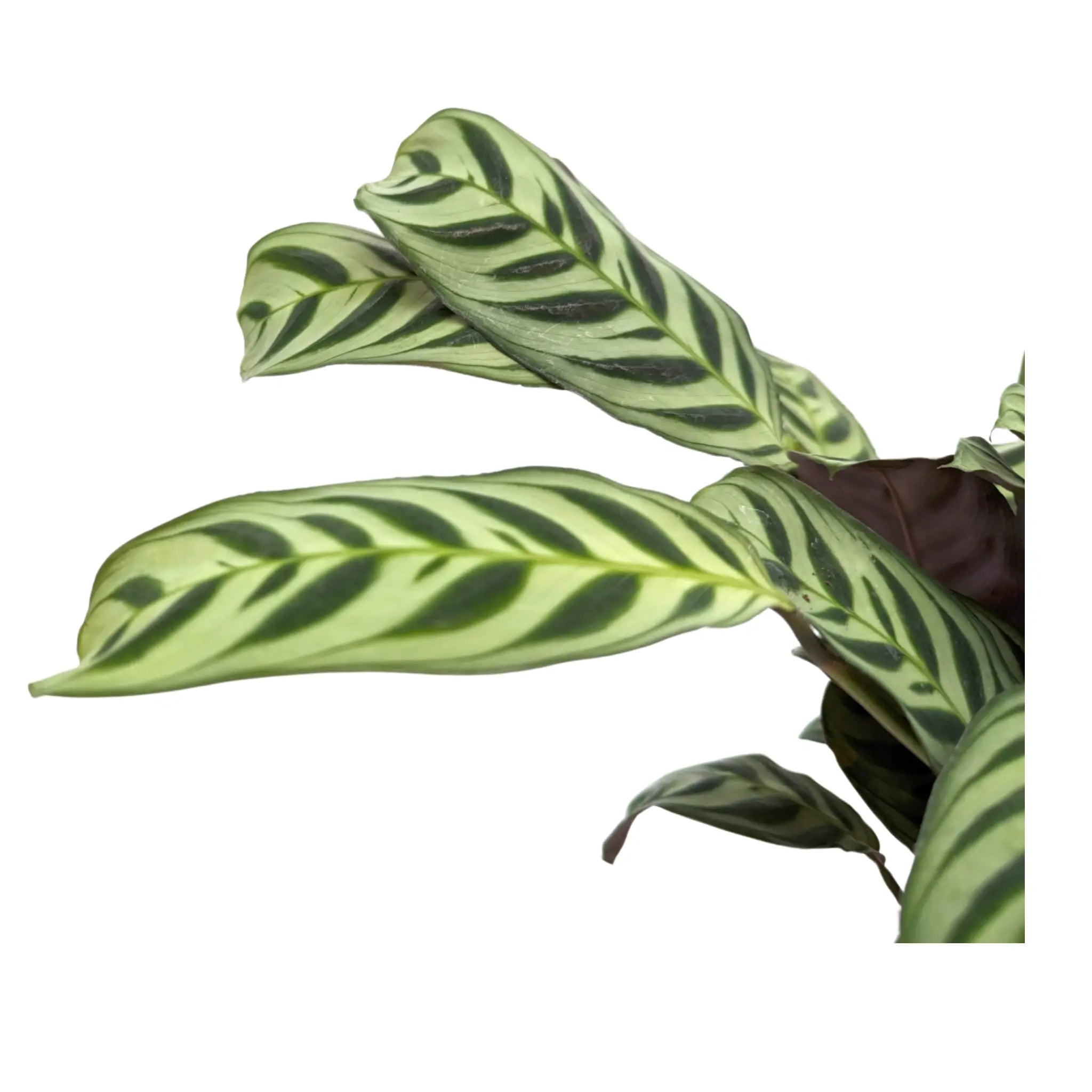 Maranta leuconeura - Prayer Plant Leaf Culture