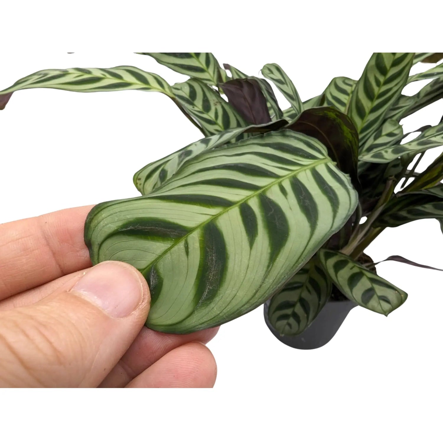 Maranta leuconeura - Prayer Plant Leaf Culture