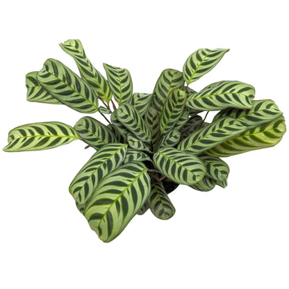 Maranta leuconeura - Prayer Plant Leaf Culture