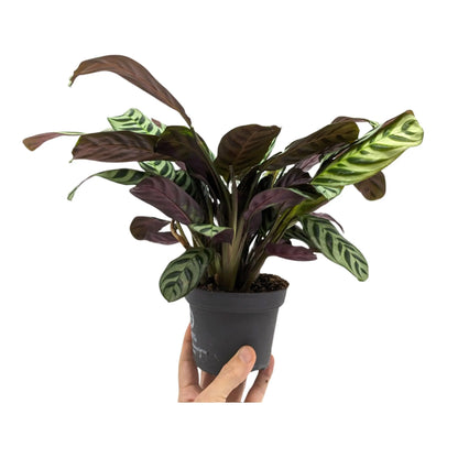 Maranta leuconeura - Prayer Plant Leaf Culture