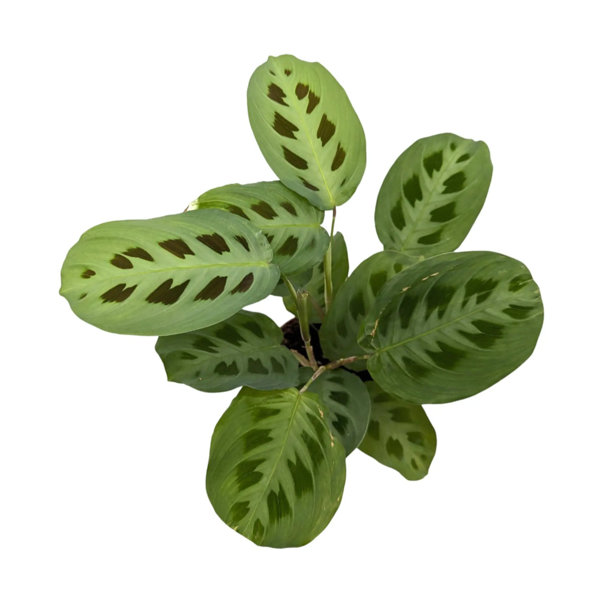 Maranta leuconeurav Kerchoveana - Rabbit's Foot Oz