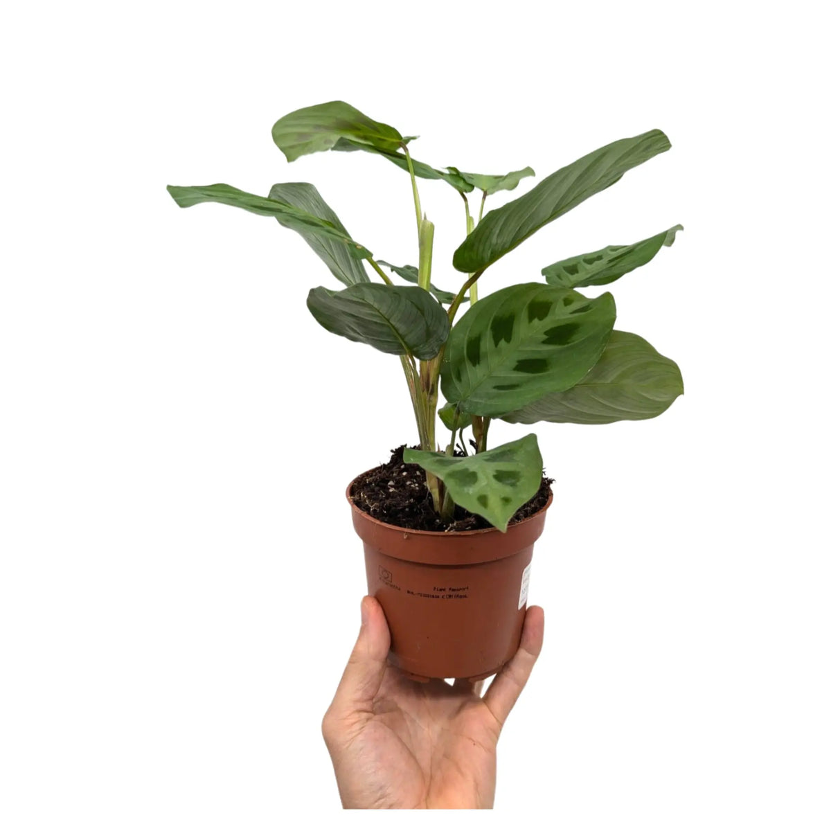 Maranta leuconeurav Kerchoveana - Rabbit's Foot Oz